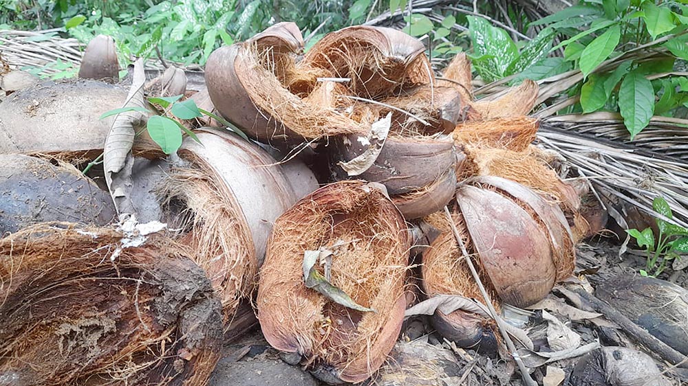 Sabut kelapa untuk sistem irigasi alami