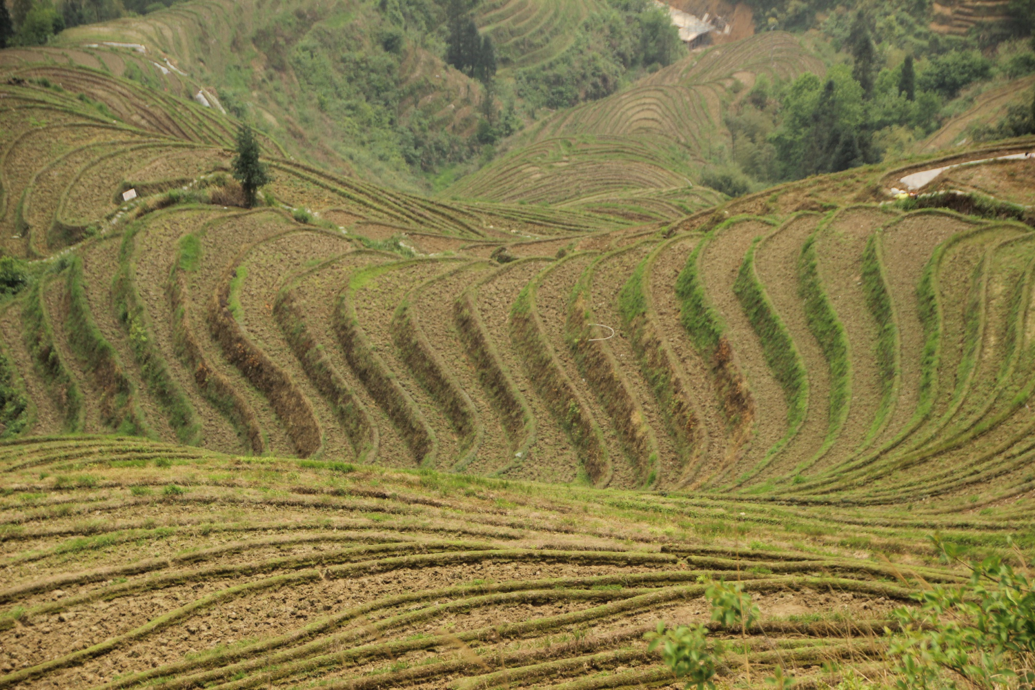 Tanam kopi di dataran rendah