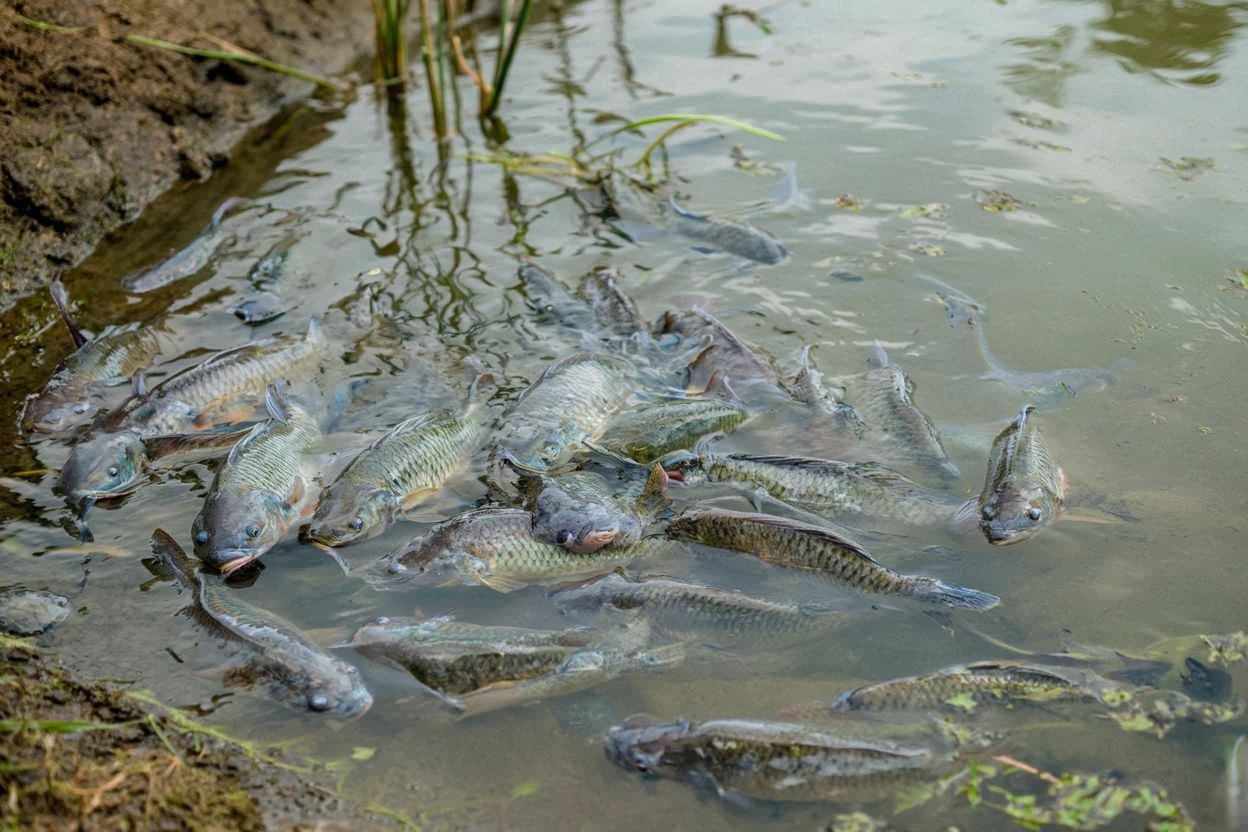 perilaku nila saat stres