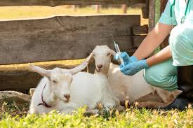 perawatan kesehatan kambing ternak